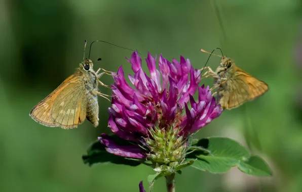 Flower, summer, macro, butterfly, nature, clover, tolstogolvka