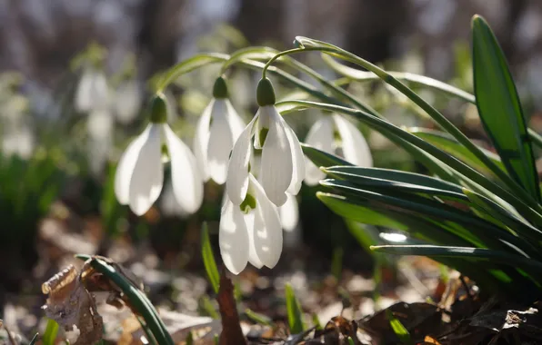 Leaves, macro, light, flowers, nature, blur, spring, petals