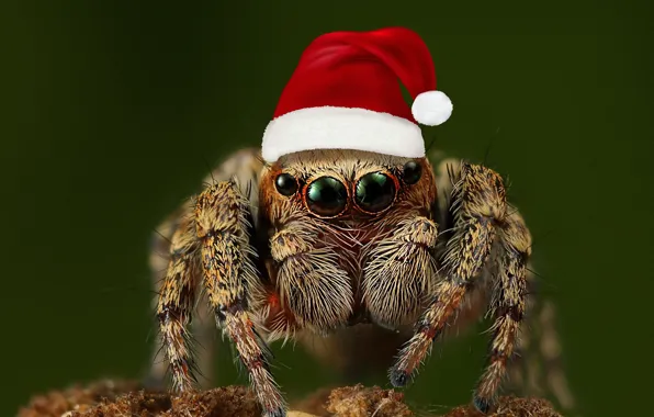 Look, macro, pose, spider, Christmas, New year, bokeh, jumper