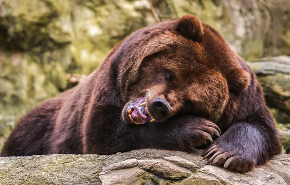 Language, face, pose, portrait, paws, bear, mouth, fangs