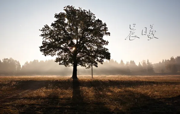 Picture field, nature, tree, hieroglyphs
