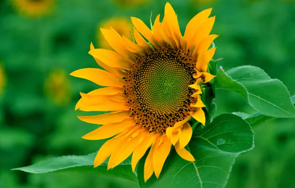 Picture field, flower, leaves, sunflower, petals