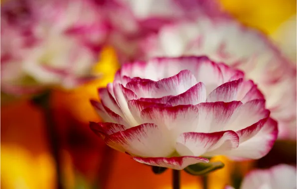 Picture macro, petals, bokeh, Ranunculus