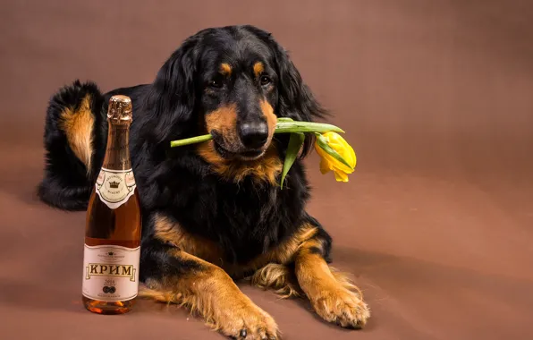 Flower, face, yellow, background, wine, Tulip, bottle, dog