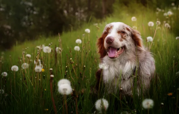 Picture look, each, dog, dandelions