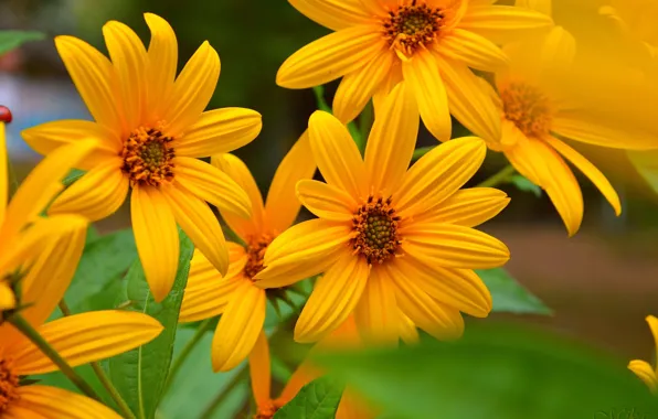 Colors, Yellow flowers, Yellow flowers