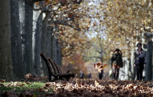 Picture autumn, leaves, the city, street