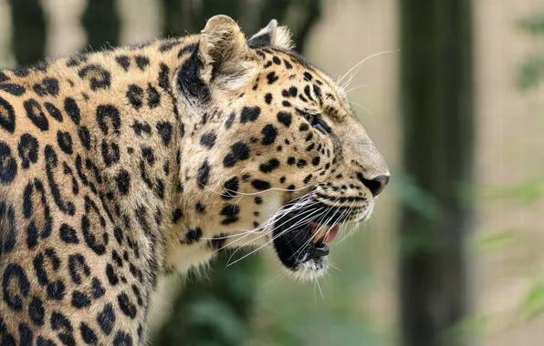 Face, predator, spot, leopard, profile, wild cat