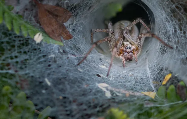 Nature, web, spider