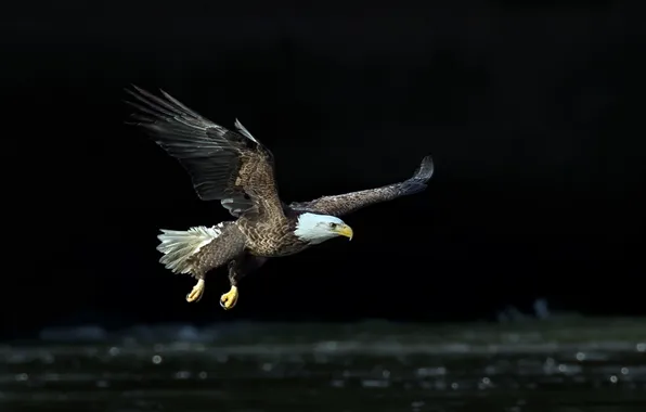 Picture nature, bird, eagle