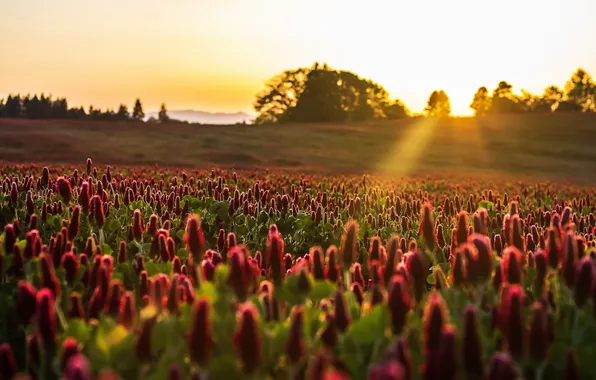 Field, sunset, flowers, nature