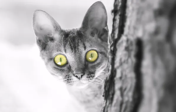 Cat, cat, look, muzzle, kitty, monochrome, eyes, The Devon Rex