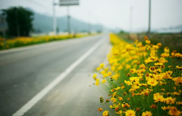 Road, macro, roadside, yellow flowers