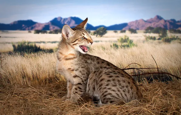 Field, cat, cat, mountains, nature, kitty, mouth, straw