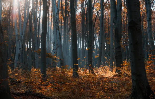 Picture autumn, forest, light, trees, branches, fog, foliage, trunk