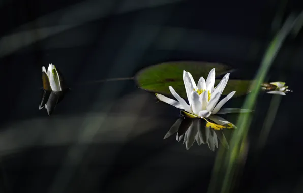 Picture Lily, white, white, water, water, lily