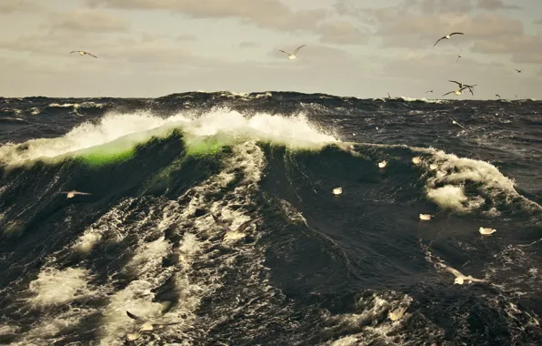 Sea, wave, the sky, squirt, birds, storm, seagulls, Barents