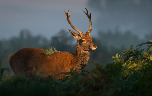 Picture look, face, light, nature, deer, horns, fern