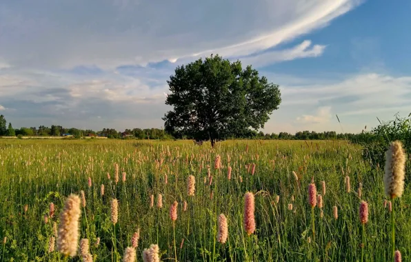 The sky, clouds, landscape, flowers, nature, tree, view, meadow