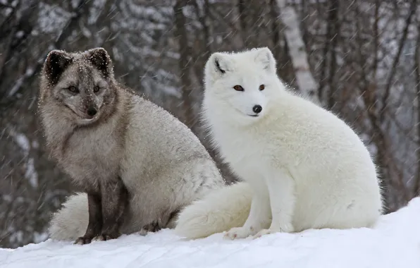 Winter, forest, white, snow, grey, two, pair, Blizzard