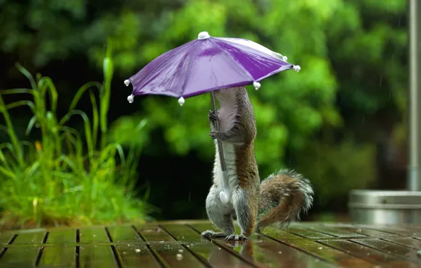 Picture the rain, nature, green, umbrella, table, background, rain, Board