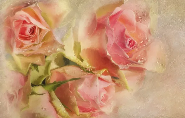 Picture drops, flowers, pink, roses, texture, buds
