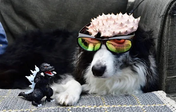 Toy, dog, glasses, Godzilla