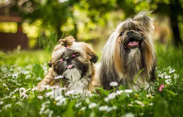 Greens, language, dogs, summer, grass, flowers, Park, background