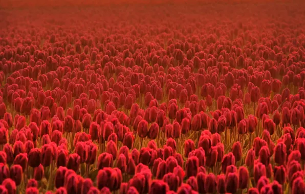 Field, flower, summer, flowers, freshness, field, spring, tulips