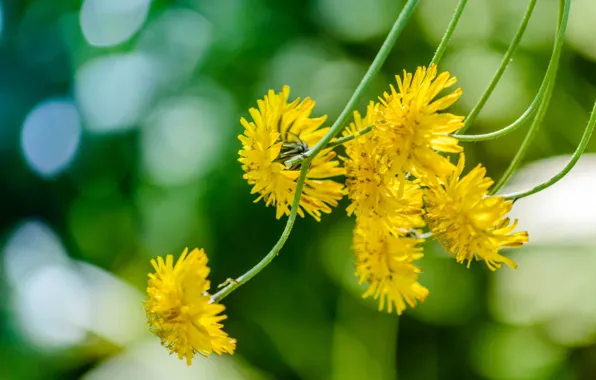 Macro, stems, yellow flowers, Jastrebinka