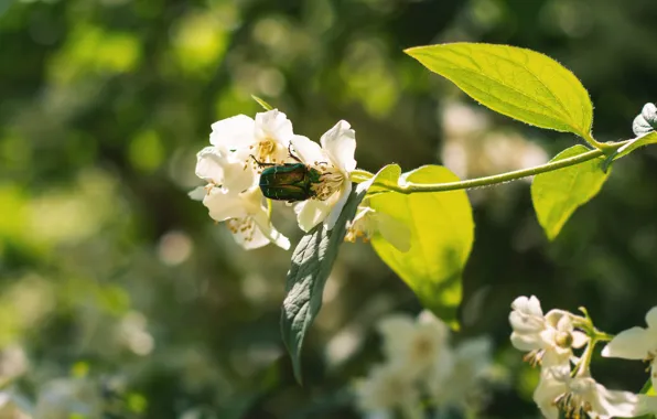 Picture summer, flowers, branches, green, background, beetle, white, bokeh