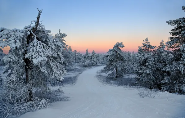 Winter, forest, snow