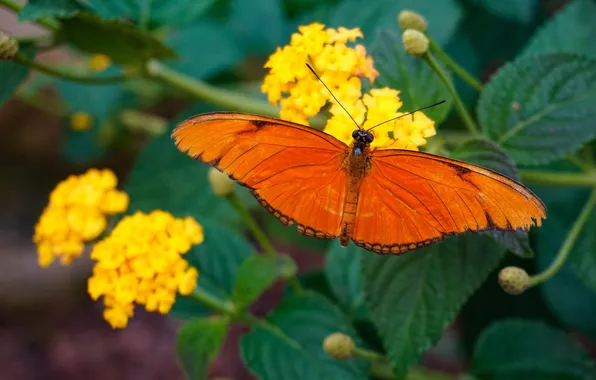 Leaves, macro, wings, Butterfly, beautiful, flowers, flowering, closeup
