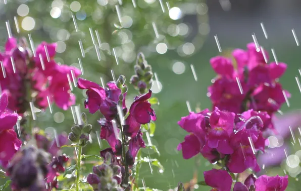 The sun, flowers, glare, rain, spring