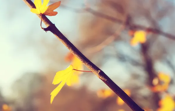 Autumn, macro, sprig, leaf
