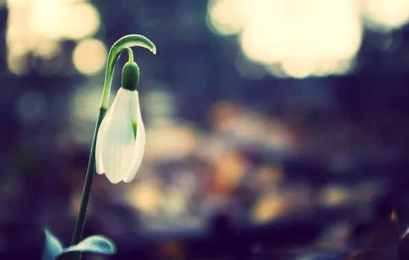Forest, white, flower, macro, nature, glare, plant, blur