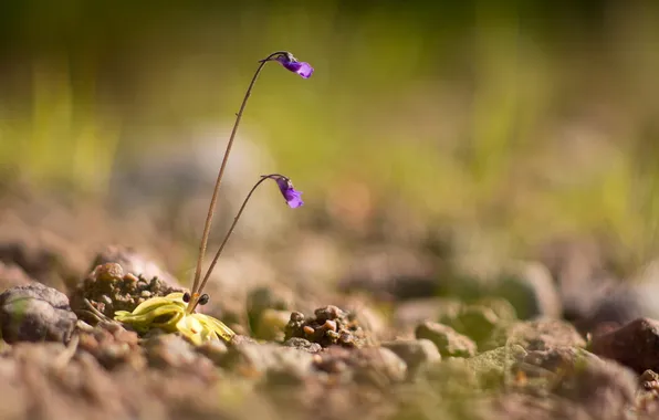 Macro, flowers, nature