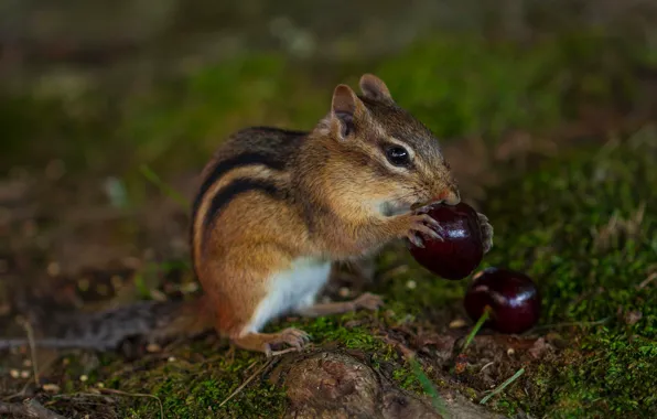 Nature, cherry, pose, berries, moss, legs, muzzle, animal