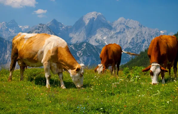Picture the sky, grass, landscape, mountains, cow, meadow, Alps