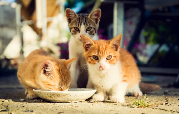 Look, light, cats, food, yard, kittens, red, trio