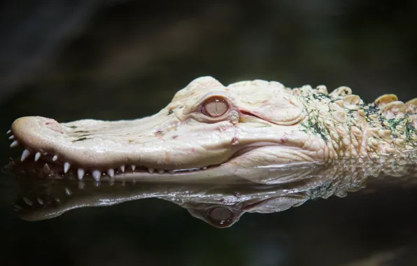 WHITE, HEAD, CROCODILE, ALBINO