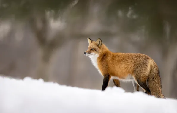 Picture snow, blur, Fox, red