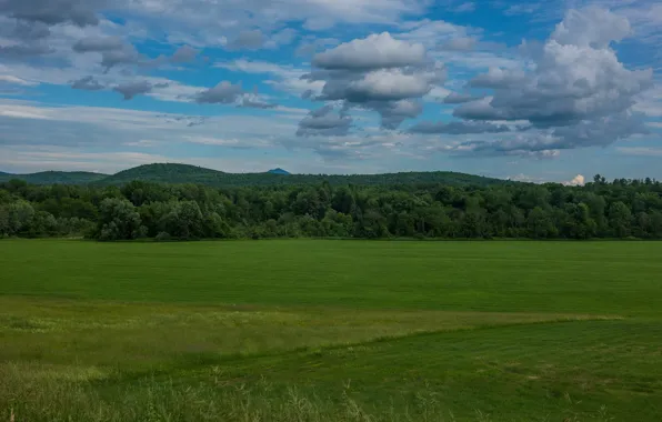 Picture greens, field, forest, summer, the sky, grass, clouds, nature