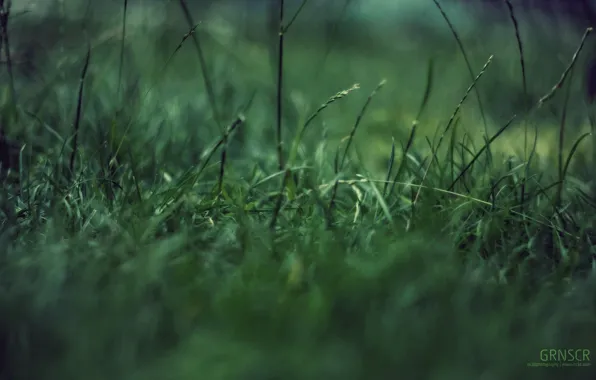 Grass, macro, green garbage, concentration