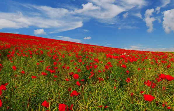 Picture field, the sky, flowers, Maki, meadow