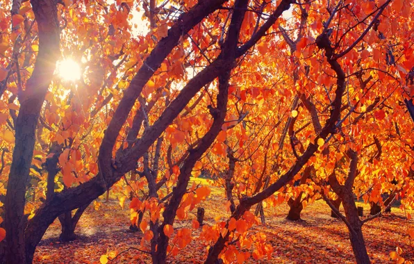 Autumn, the sun, light, trees, branches, Park, foliage, falling leaves