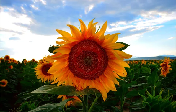 Picture Summer, Sunflowers, Summer, Sunflowers