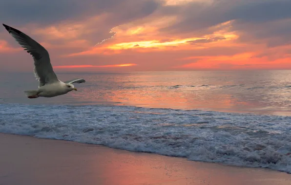 Sea, the sky, sunset, Seagull, surf
