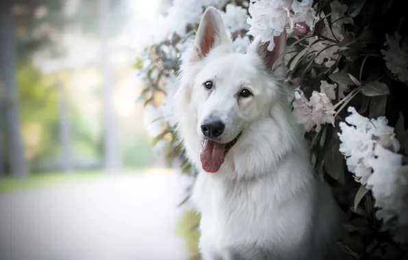 Picture flowers, each, dog