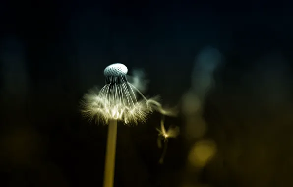 Grass, nature, dandelion